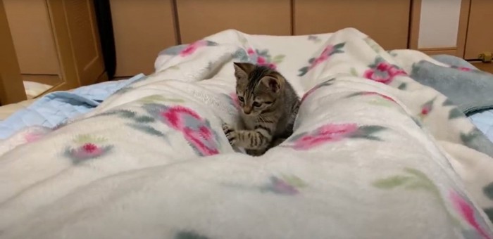 触る猫