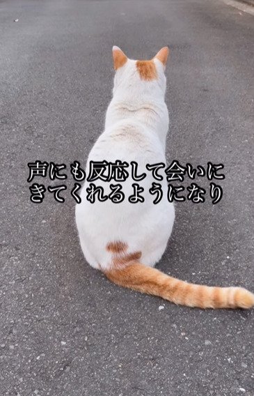 座る猫の後ろ姿