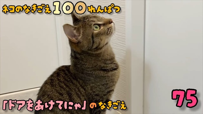 ドアの前の猫