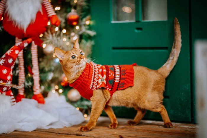 クリスマスのセーターを着た猫