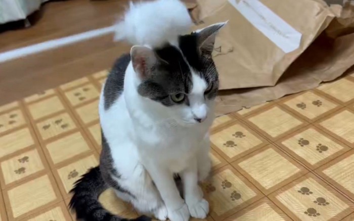 猫の頭を猫じゃらしでぽんぽんしている1