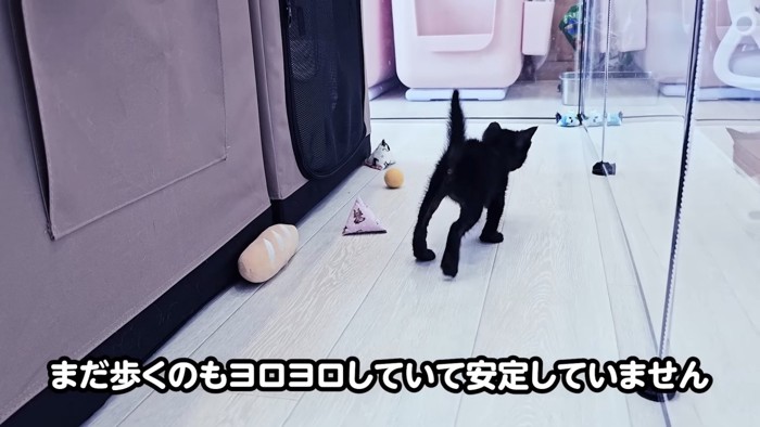 歩く子猫の後ろ姿