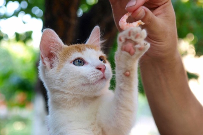 エビを取ろうとする子猫