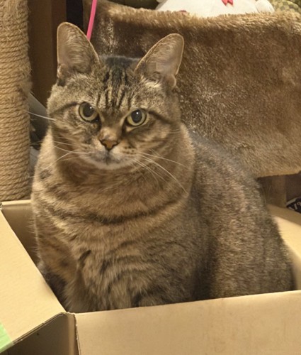 段ボール箱の中に座って飼い主を見つめる猫