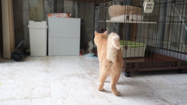 ケージの後子猫 手前茶トラ