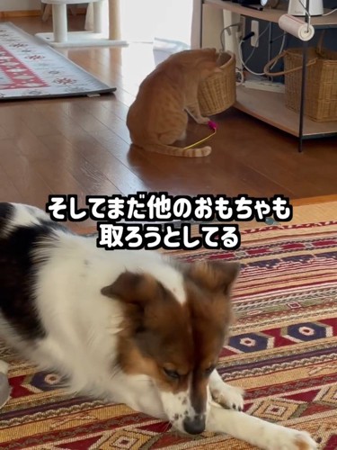 カゴに前足を入れる猫