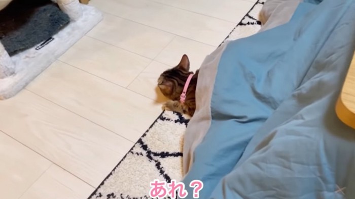 猫の頭