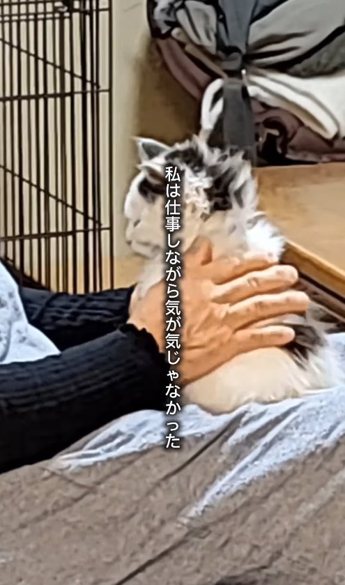 膝の上で撫でられて目を瞑る子猫