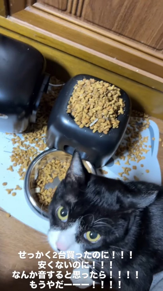 飼い主を見上げるハチワレ猫