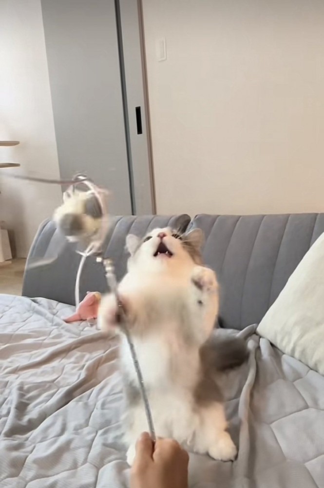 猫じゃらしで遊ぶミヌエット