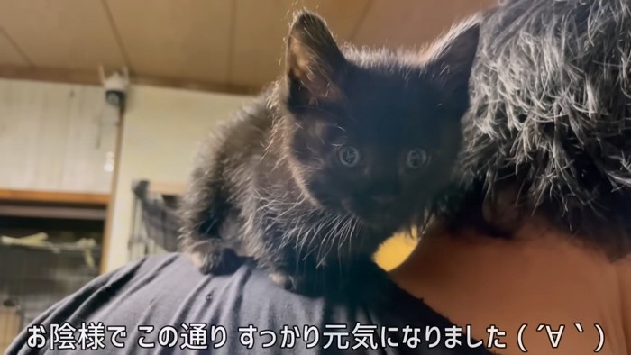 人の肩に乗る子猫