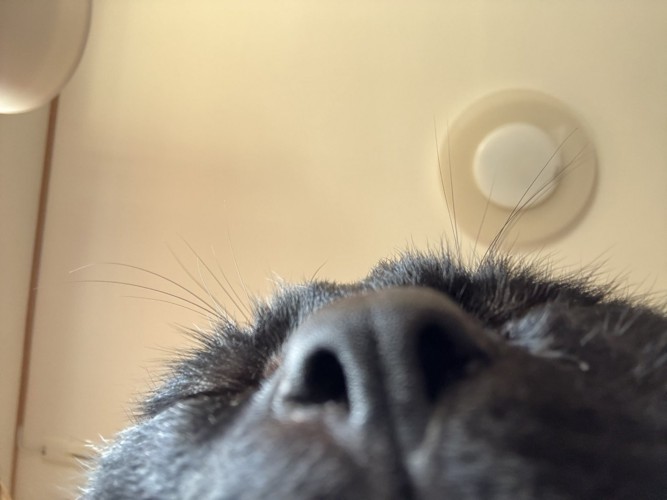 猫の自撮り写真（鼻のアップ）