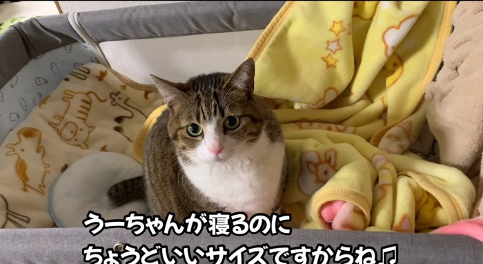 ベッドの中の猫