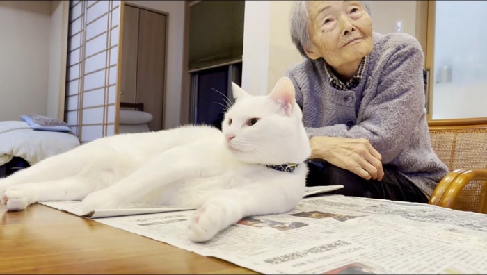 新聞の上に寝そべって遠くを見つめる猫