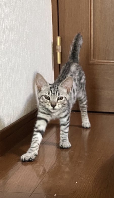 フローリングの上で伸びをしている子猫