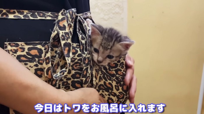 ポケットに入る子猫