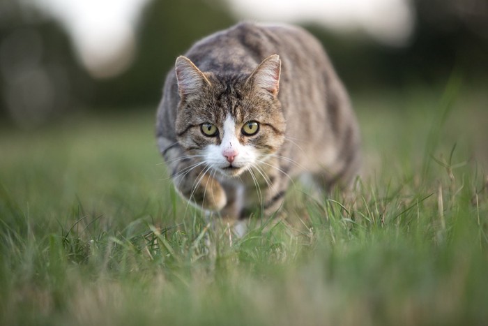 獲物に向かう猫