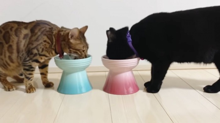 ごはんを食べる2匹の猫