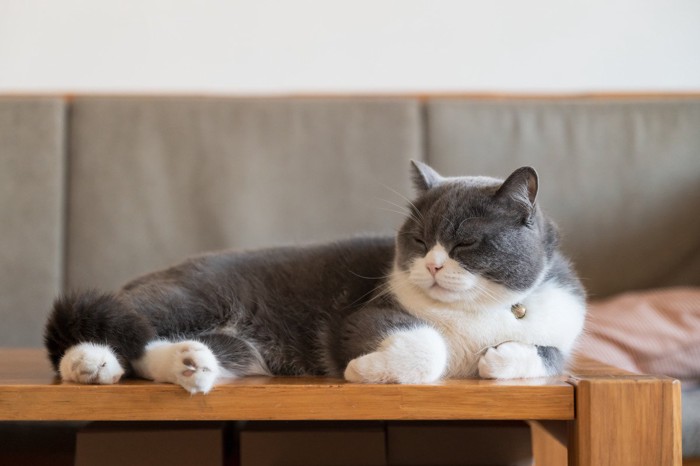 木製テーブルの上に乗って目をつぶる猫