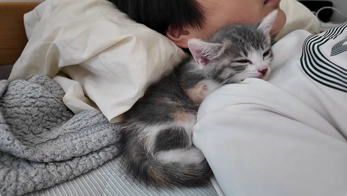 子供と寝る子猫
