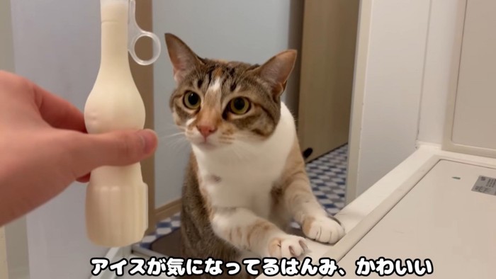 アイスに近付く猫