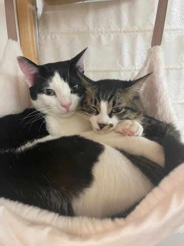 ハンモックで寄り添う2匹の猫