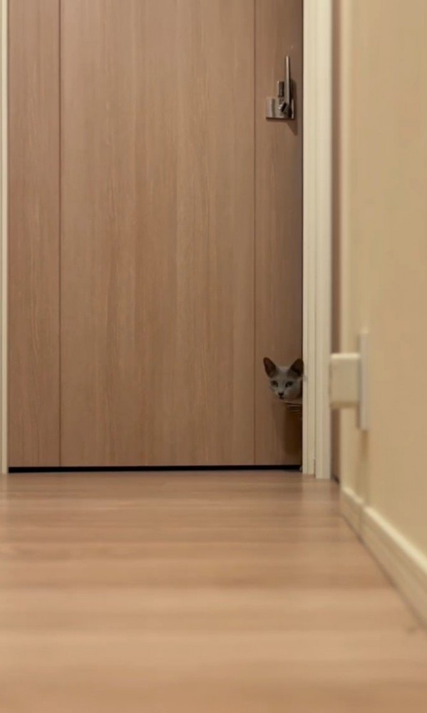 猫がドアから顔を出す