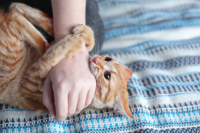 腕にじゃれつく猫