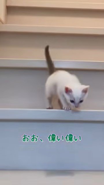 階段を下りる子猫