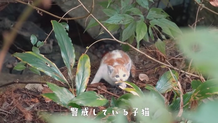 茂みの中にいる子猫