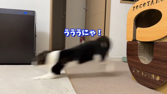 横切る猫