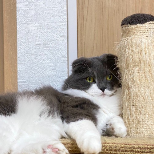 くつろぐ猫