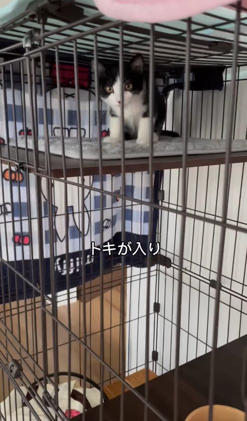 ケージのいちばん上にいるハチワレ子猫
