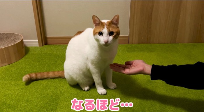 見つめる猫