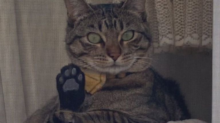 窓際にいる猫