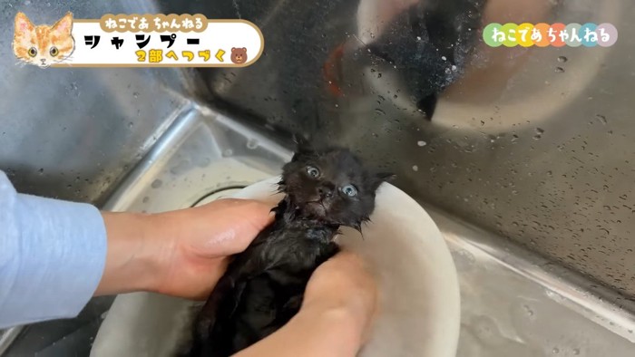 仰向けの黒子猫