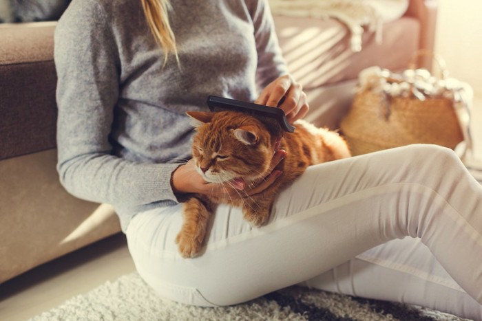 女性にブラッシングされている猫