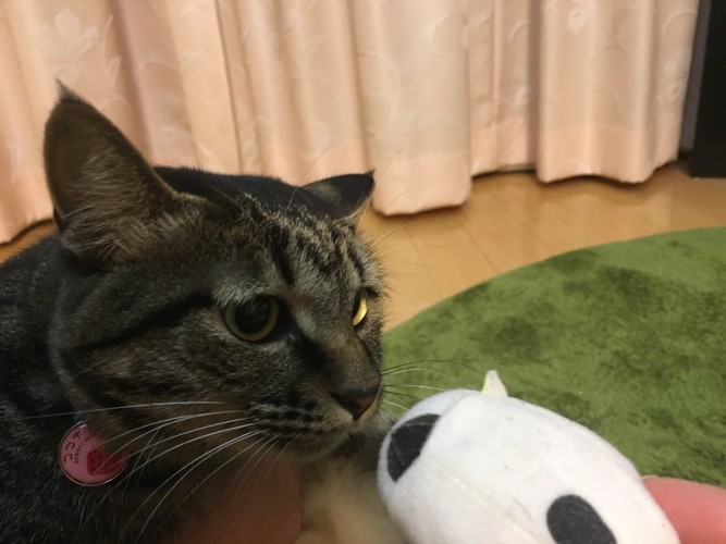 鼻チューする猫