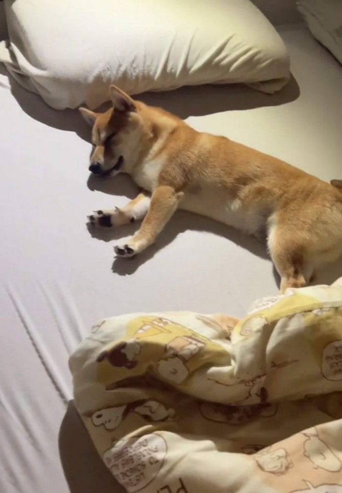 気持ちよさそうに眠る犬