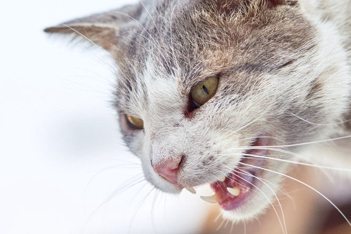 怖い顔の猫