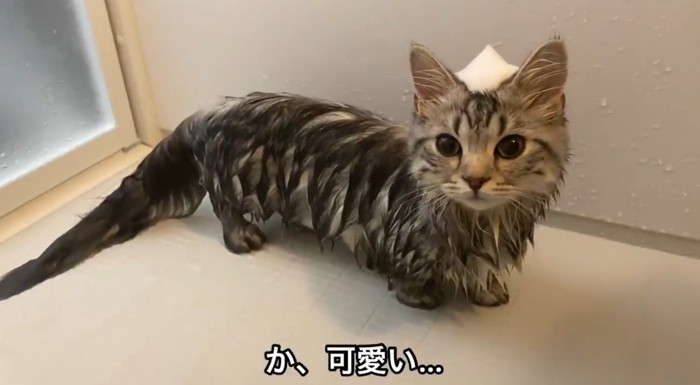 頭に泡をつけた猫