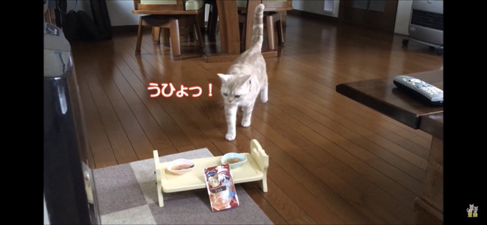 おやつを発見した猫