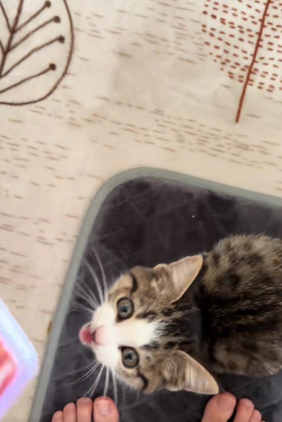 足元にいる子猫
