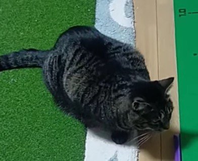 ボールの通路のそばに座るキジトラ猫