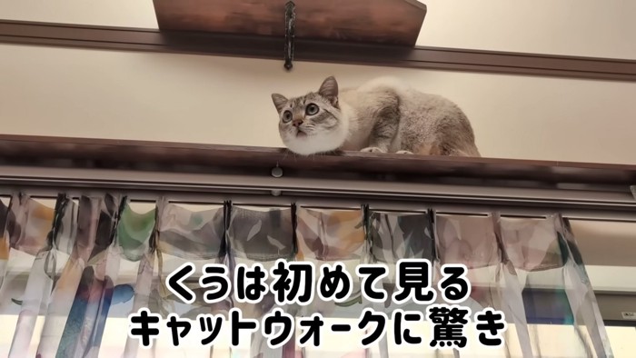 驚いている猫