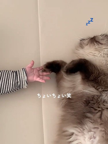 猫の手を触る子どもの手