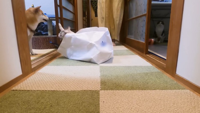 紙袋から手を出す猫