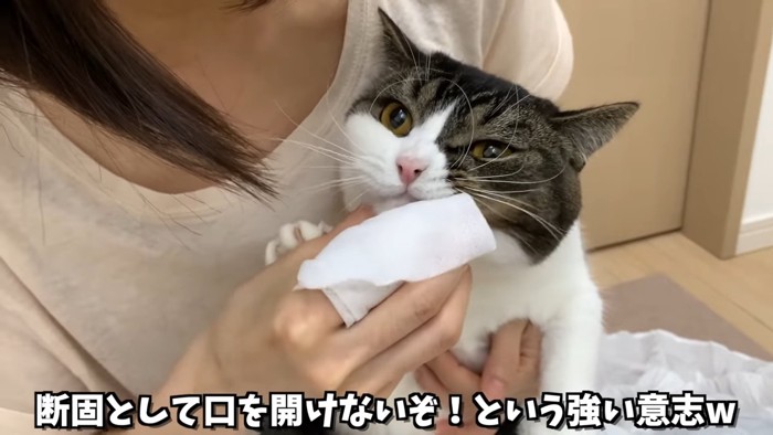 口にシートを当てられる猫