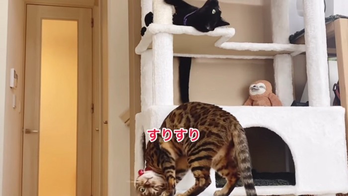 頭をスリスリする2匹の猫