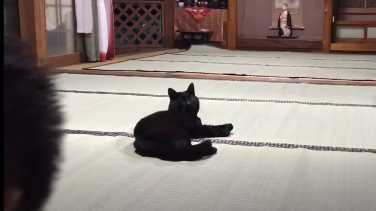 猫に近づく飼い主